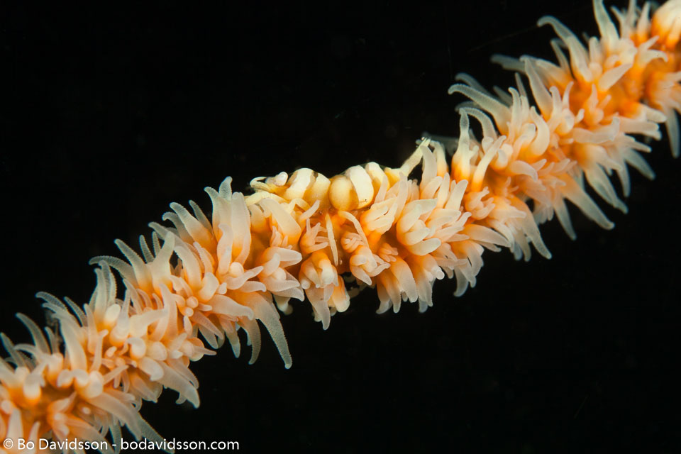 BD-141013-Komodo-4663-Pontonides-ankeri.-Marin.-2007-[Anker´s-whip-coral-shrimp].jpg